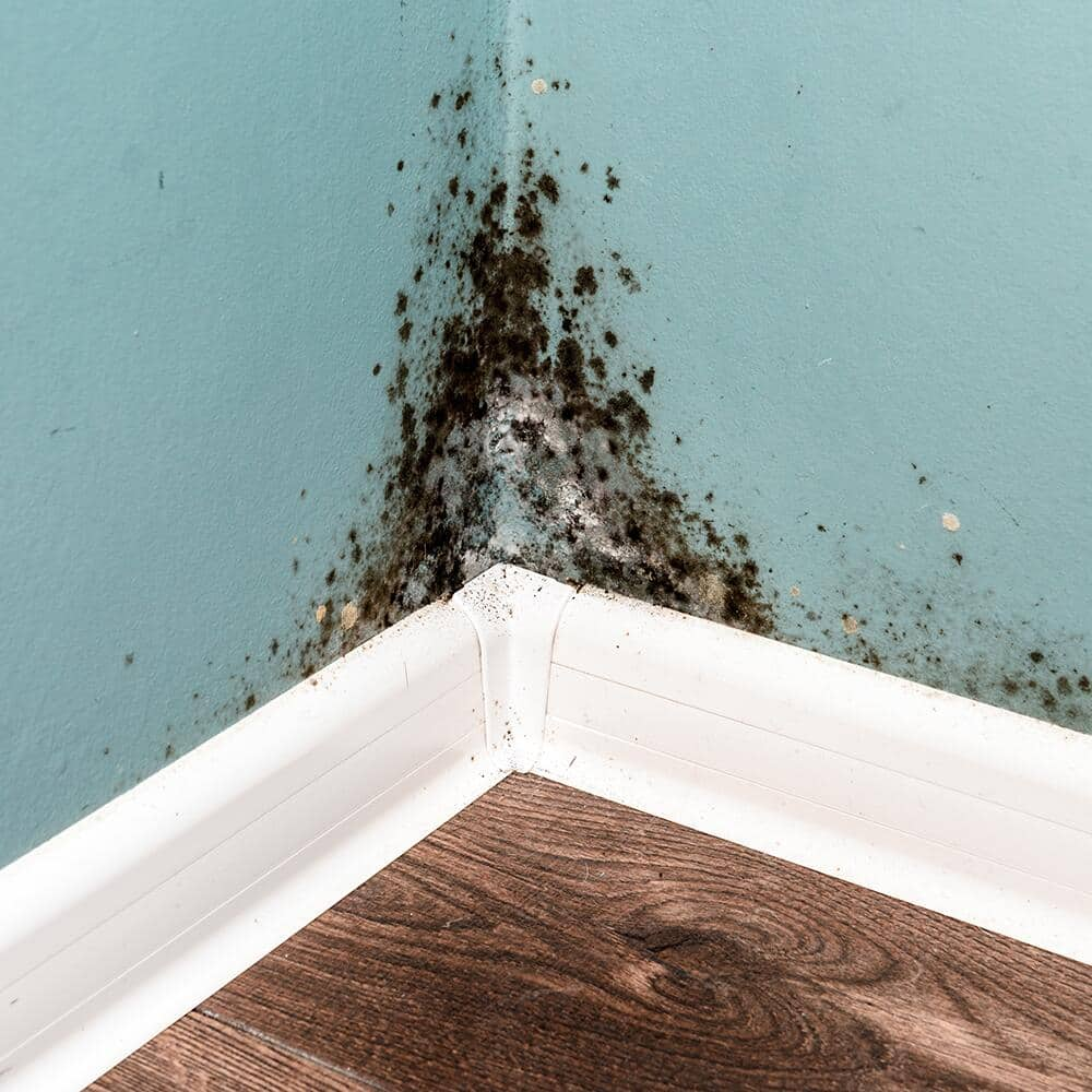 How do you get rid of store black mold